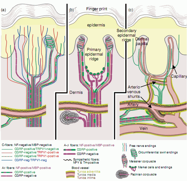 The Senses: A comprehensive reference